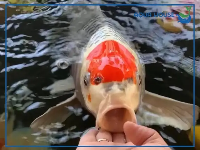 Cá Koi Nhịn Đói Được Bao Lâu