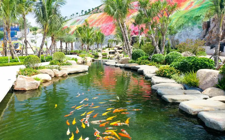 Cá Koi Quy Nhơn