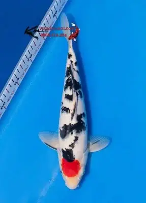 Cá Koi Size 30