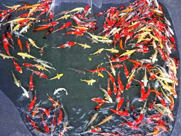 Cá Koi Size Nhỏ