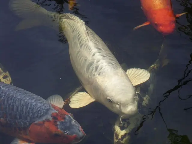 Cá Koi Sống Bao Lâu