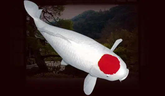 Cá Koi Tancho Đẹp