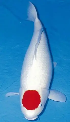 Cá Koi Tancho Showa