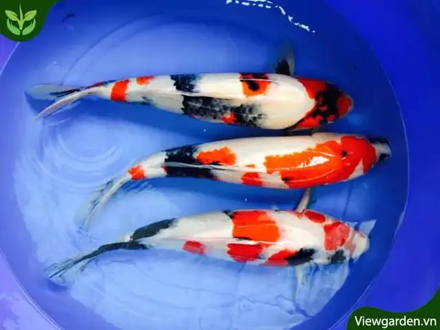 Cá Koi Thuần Chủng