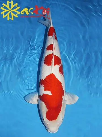 Cá Koi Trắng Đỏ