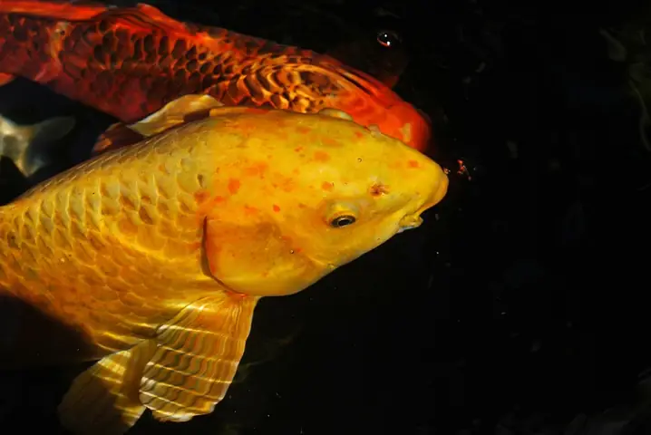 Cá Koi Vảy Rồng