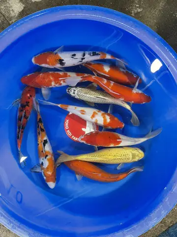Cá Koi Việt Đẹp