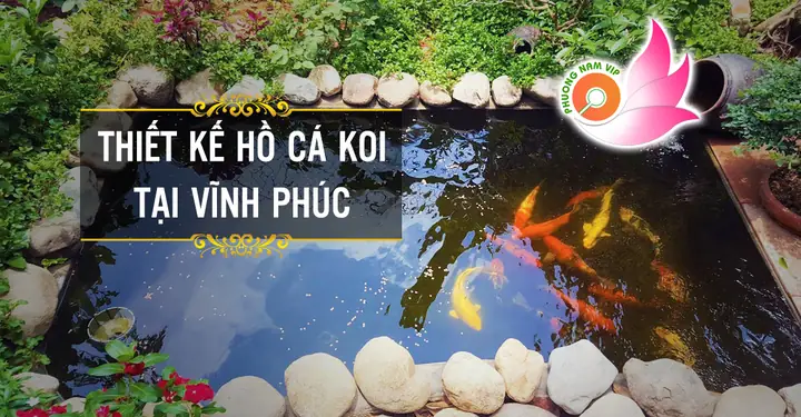 Cá Koi Vĩnh Yên
