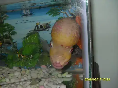 Cá La Hán Bị Lủng Đầu