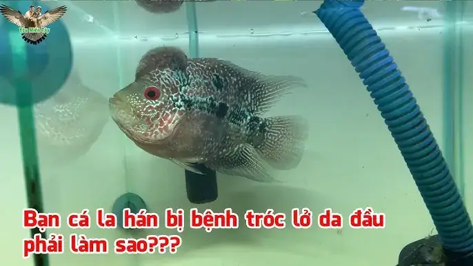 Cá La Hán Bị Tróc Vảy