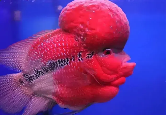 Cá La Hán Bị Tuột Đầu