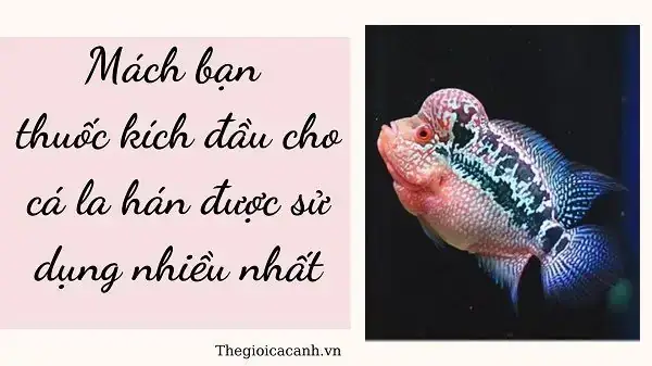 Cá La Hán Bị Xẹp Đầu