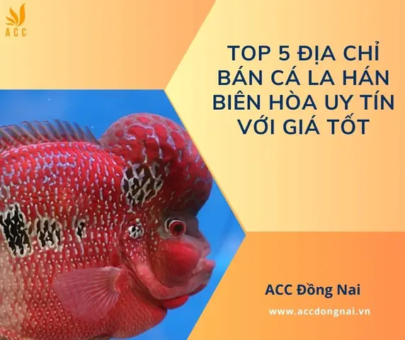 Cá La Hán Biên Hòa