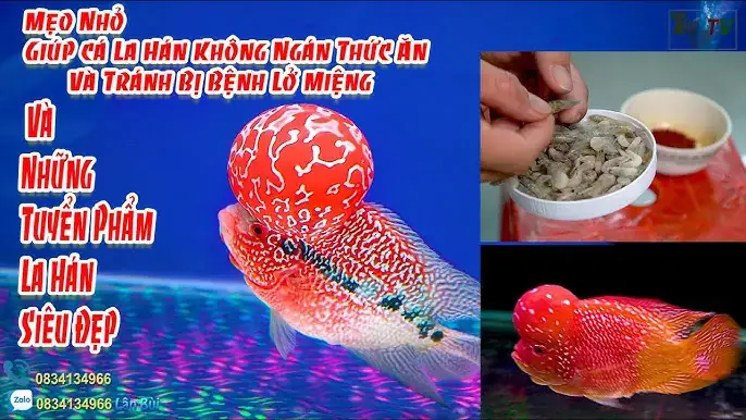 Cá La Hán Biếng Ăn