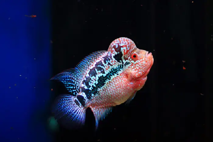 Cá La Hán Bỏ Ăn Lờ Đờ