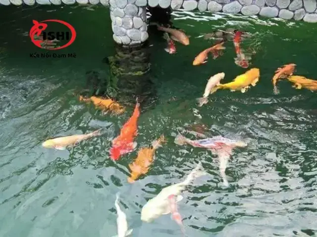 Cá La Hán Bơi Ngửa Bụng