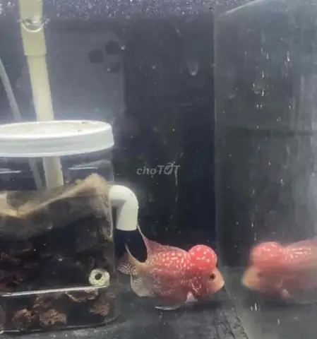 Cá La Hán Chợ Tốt