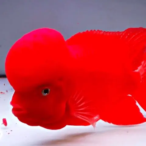 Cá La Hán Giá Rẻ Ở Tphcm