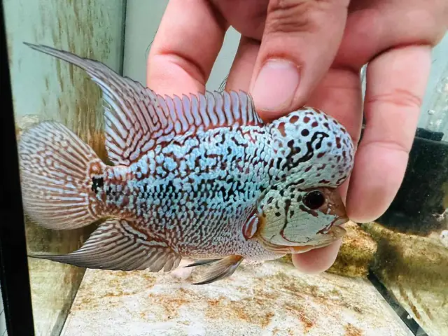 Cá La Hán Giáp Bạc