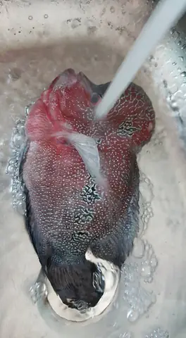 Cá La Hán Khổng Lồ