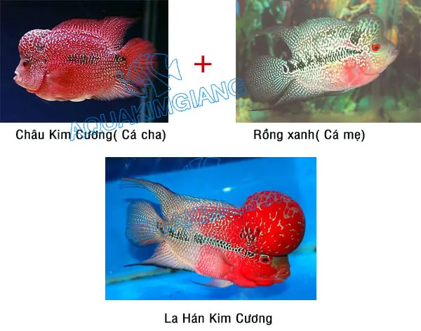 Cá La Hán Kim Cương Đỏ