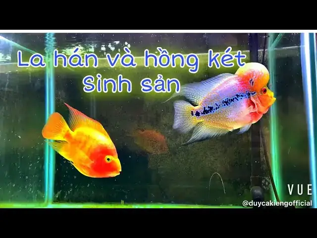 Cá La Hán Nuôi Chung Với Hồng Két
