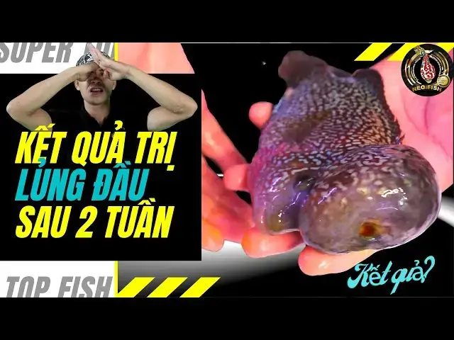Cá La Hán Núp Góc