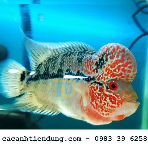 Cá La Hán Thái Đỏ