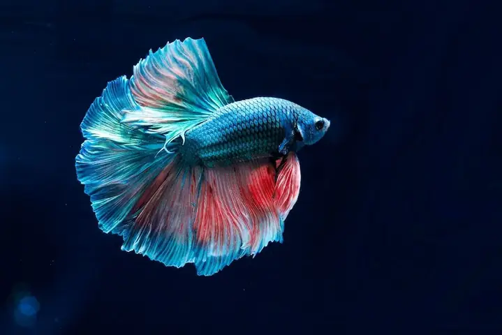 Cá Lạ Nhất Thế Giới