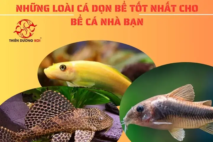Cá Làm Sạch Bể
