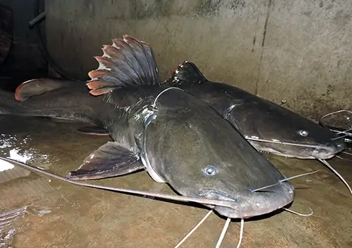 Cá Lăng Khổng Lồ