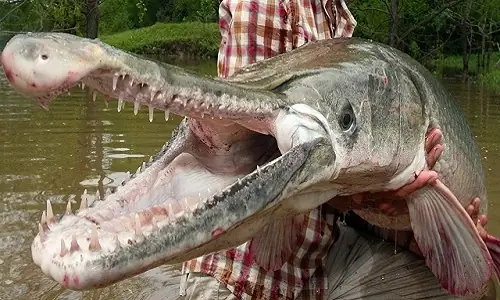 Cá Láng Lớn Bắc Mỹ