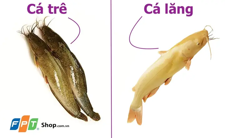 Cá Lăng Và Cá Nheo