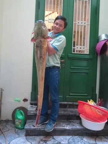 Cá Lăng Vàng Sông Đà