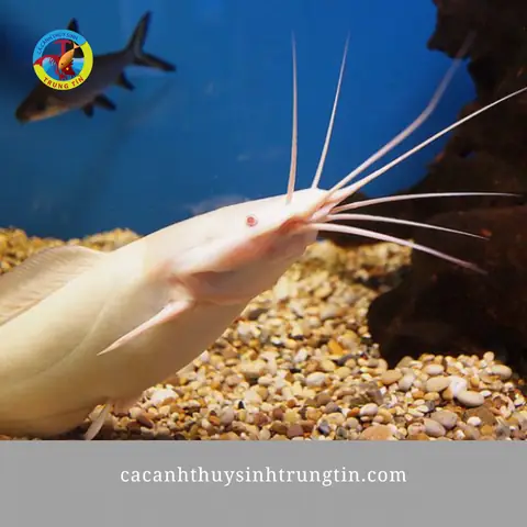 Cá Lau Kiếng Bạch Tạng
