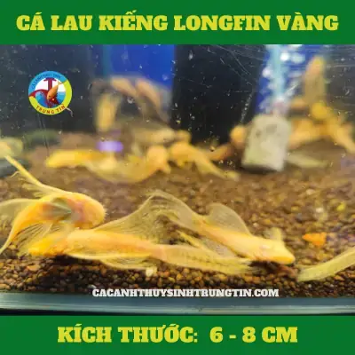 Cá Lau Kiếng Đẻ