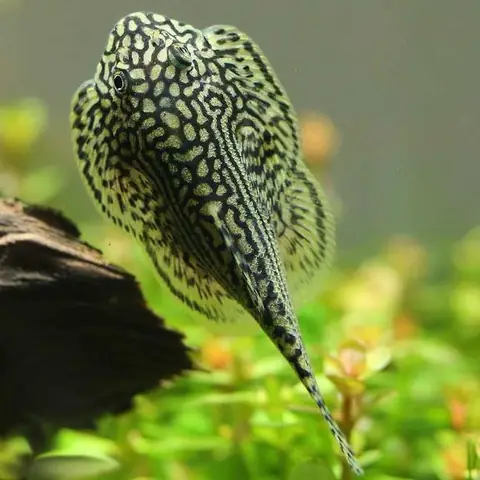 Cá Lau Kiếng Đẹp