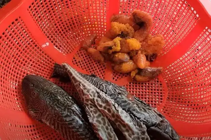 Cá Lau Kiếng Kỵ Gì