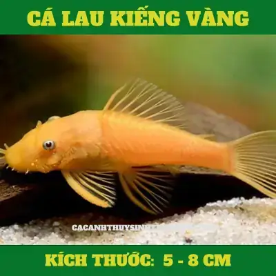 Cá Lau Kiếng Màu Vàng Giá Bao Nhiêu