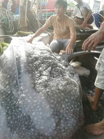 Cá Lau Kính Khổng Lồ Cá Lau Kính Khổng Lồ