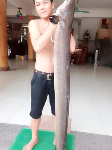 Cá Lệch Là Cá Gì