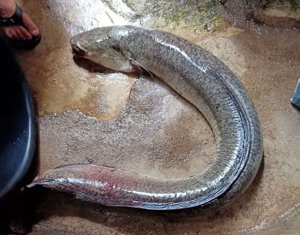 Cá Lệch Nghệ An
