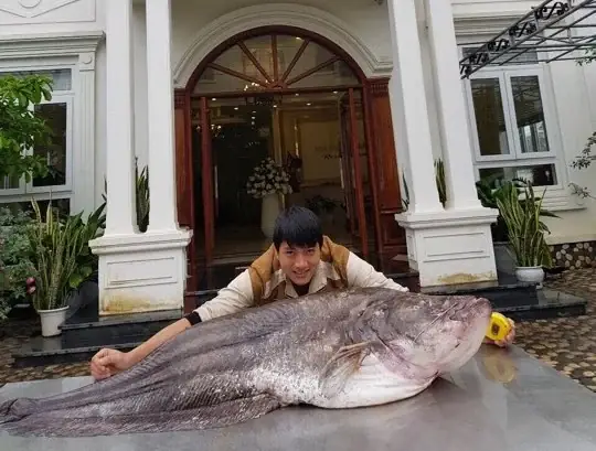 Cá Leo Khổng Lồ