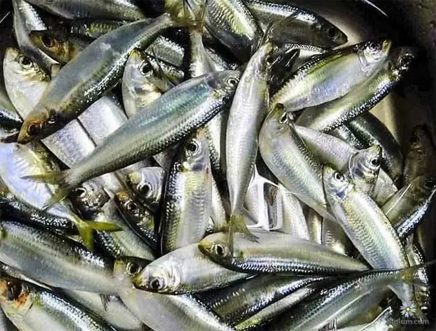 Cá Lẹp Nước Ngọt
