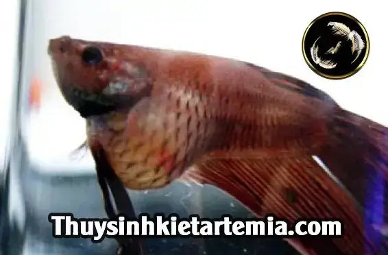 Cá Lia Thia Bị Sình Bụng