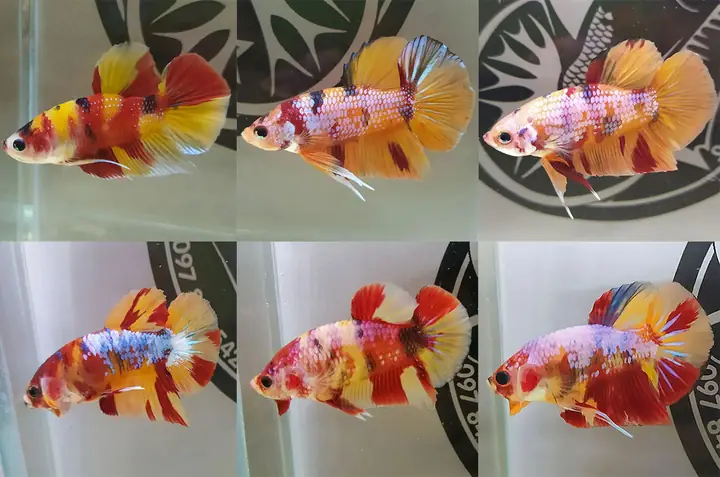 Cá Lia Thia Nemo