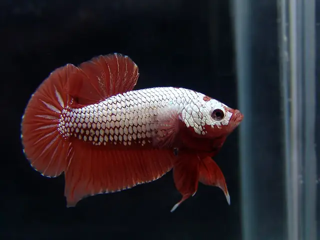 Cá Lia Thia Rồng
