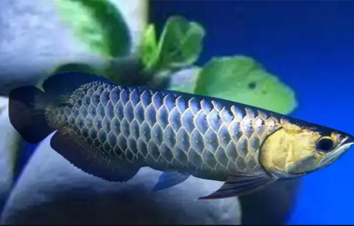 Cá Lia Thia Rồng Đen