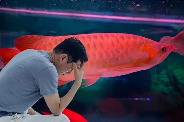 Cá Lia Thia Rồng Đỏ