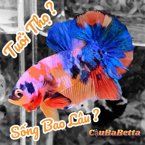Cá Lia Thia Sống Được Bao Lâu